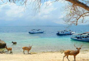  Menjangan Island Diving & Snorkeling Spot