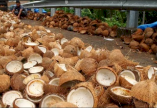 Copra Making